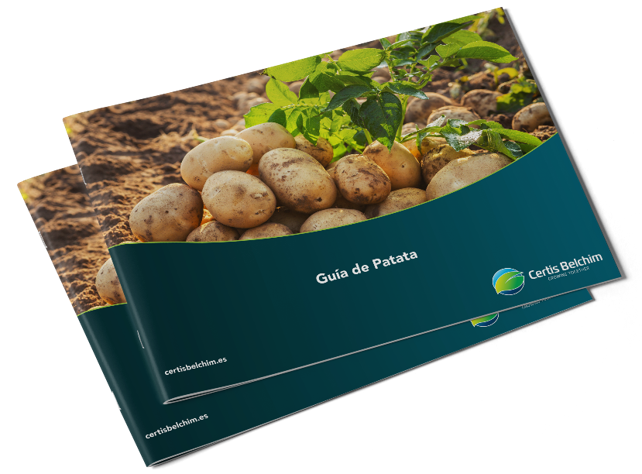 Guía patata-1