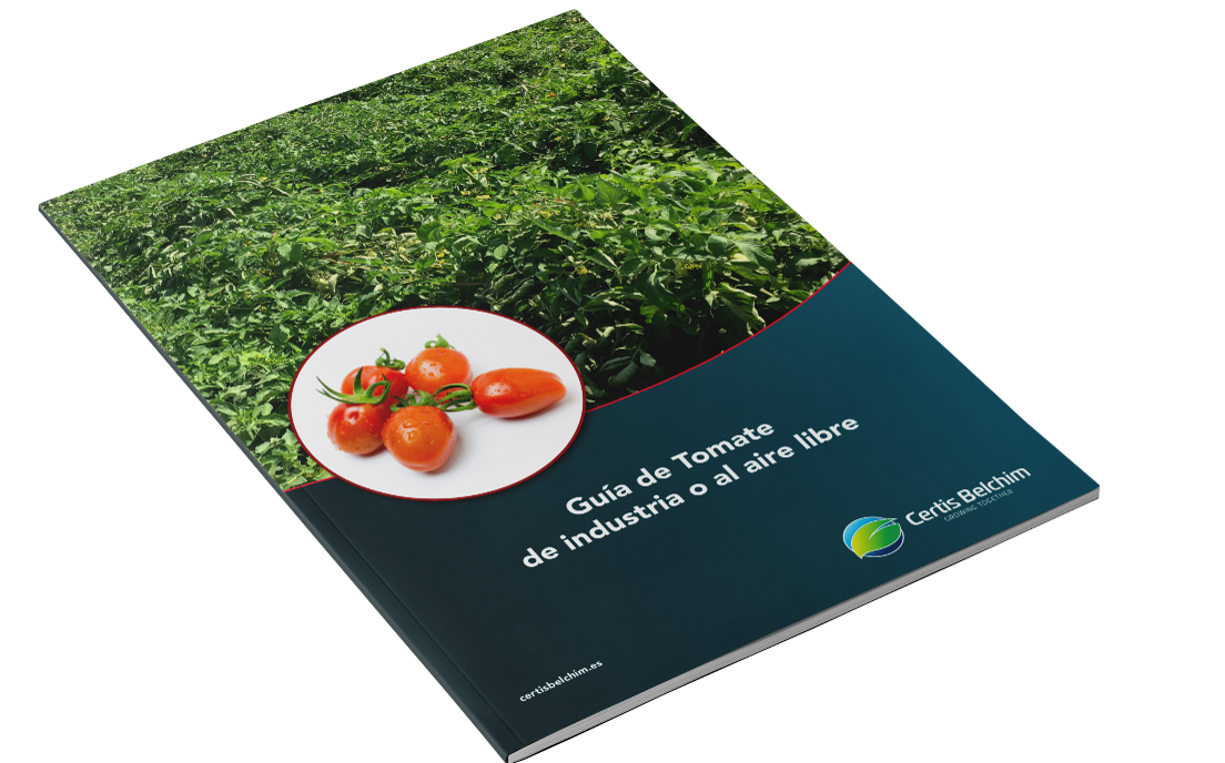 Guía tomate industria